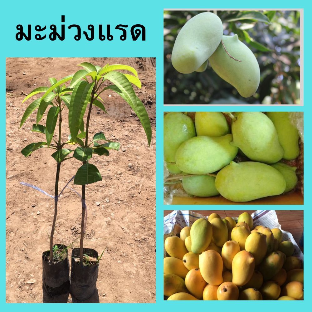 (1ต้น) ต้นพันธุ์มะม่วงแรด ต้นเสียบยอด ความสูง 40-45 ซม.🌳