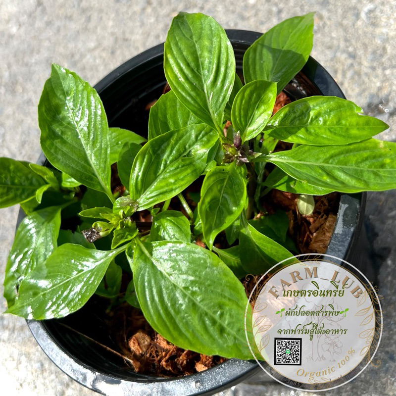 ต้นโหระพา ผักสวนครัว Thai Sweet Basil Thai Basil Organic100% ในกระถาง6นิ้ว