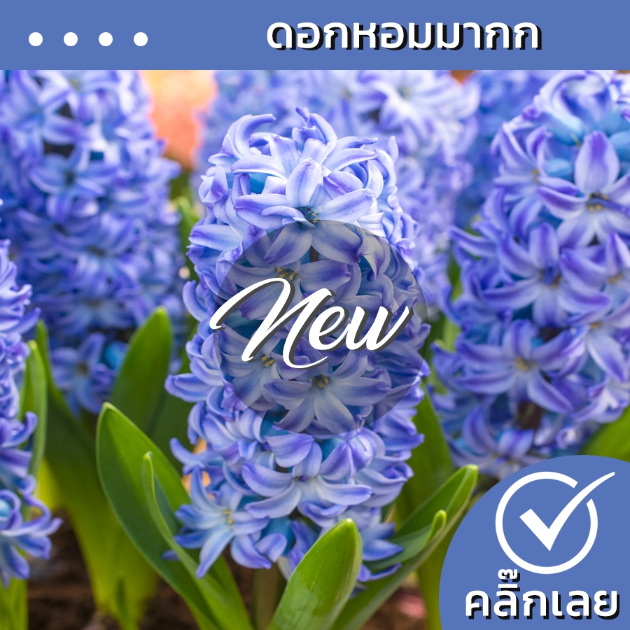 พร้อมส่ง หัวไฮยาซิน Aqua ดอกไฮยาซินธ์สีฟ้า มีกลิ่นหอมมาก Wanthai ขายหัวลิลลี่ ทิวลิป เมล็ด ต้นไม้