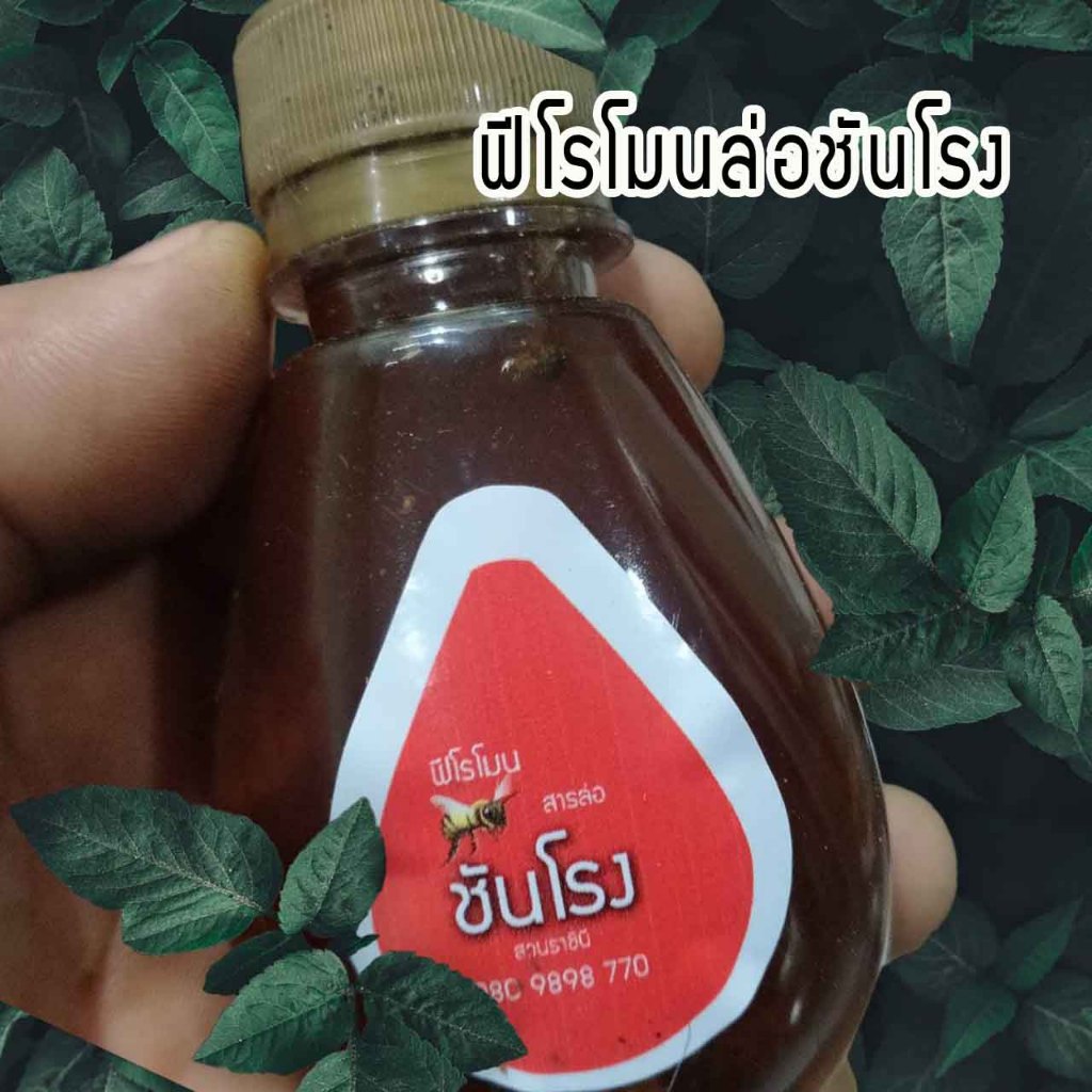 (ชันโรง) ฟีโรโมน ฉีดกล่องเลี้ยงชันโรง พื่อล่อชันโรงมาเลี้ยง 100 ซีซี