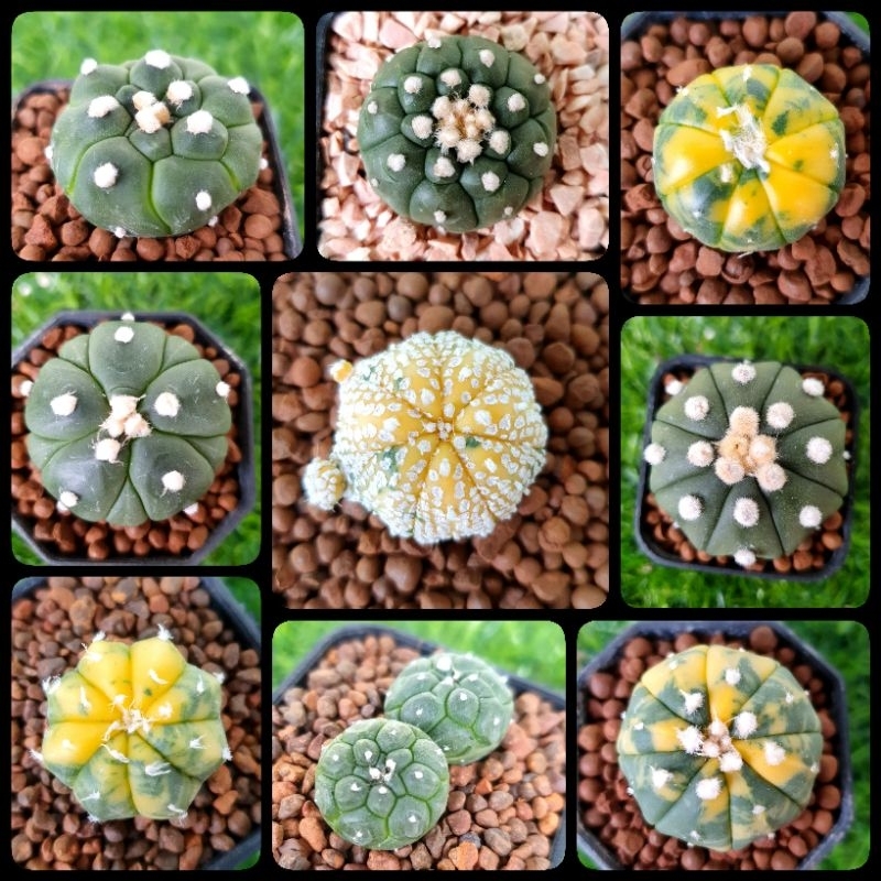 SALE! แอสโตรไฟตัม ด่าง โออิโบะดอทใหญ่ คาบูโตะ นูดัม เต่ากิ๊กโกะ (Astrophytum) ดูรูปเพิ่มแจ้งได้ค่า