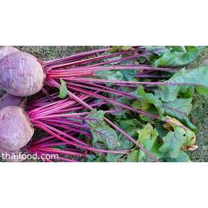 ต้นกล้าบีทรูท (Beetroot) กล้าละ 12 บาท ซื้อ 10 แถม 2
