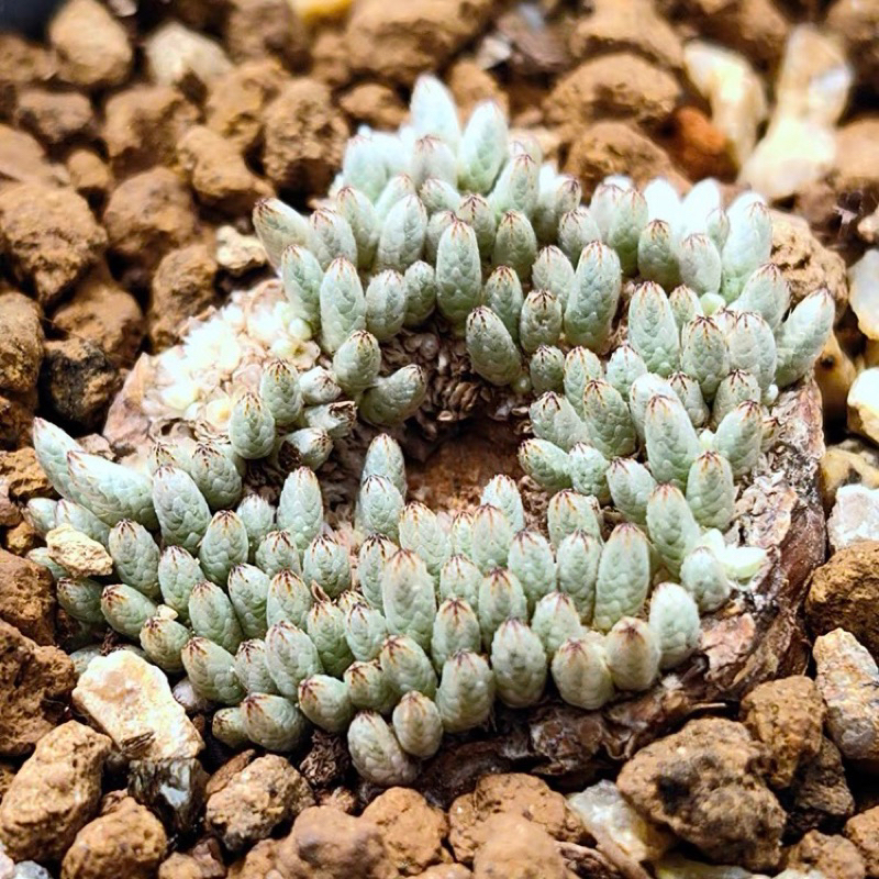 ☘️ Avonia quinaria ssp.alstonii ☘️