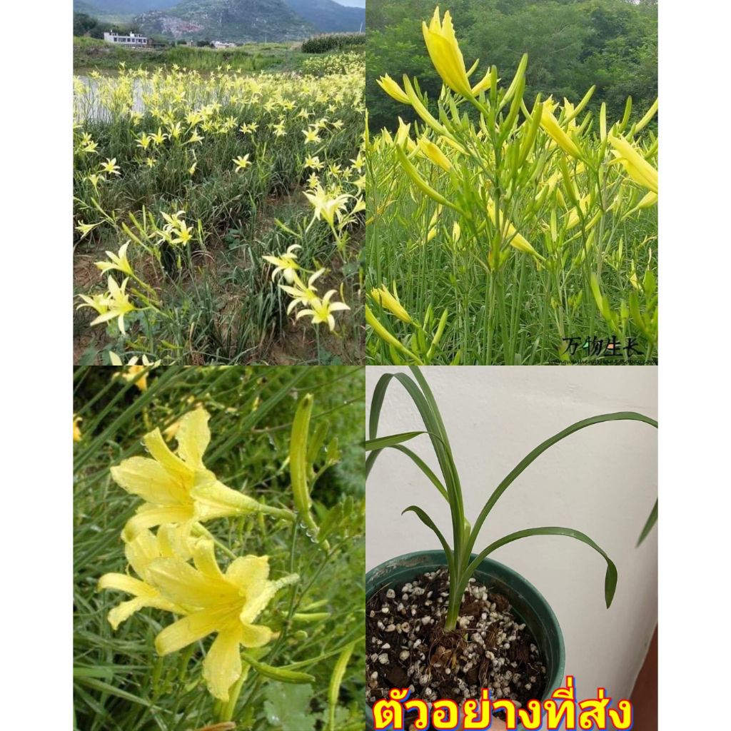 (1ต้น) ต้น ดอกไม้จีน ต้นดอกไม้จีน สีเหลือง ปลูกกินดอก / ศรัณย์รักษ์