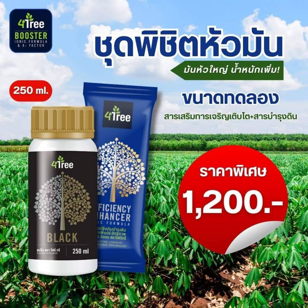 โฟร์ทรี 4Tree + อะมิโนแบล็ค Amino Black พิชิตหัวมัน เพิ่มน้ำหนัก​ เร่งราก สร้าง​แป้ง​ ชุดทดลอง​