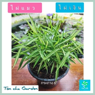 ต้นไผ่แมว ต้นไผ่เงิน สมุนไพรแมว ของโปรดน้องแมว