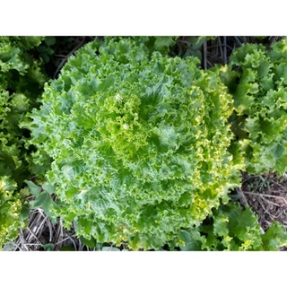 เมล็ดพันธุ์ ผักสลัด ชุดเมล็ดพันธุ์ผักสลัด 20-300 เมล็ด 10บาท 🌱มีคู่มือการปลูก🌱 ถูกที่สุด [10 แถม1 คละได้]