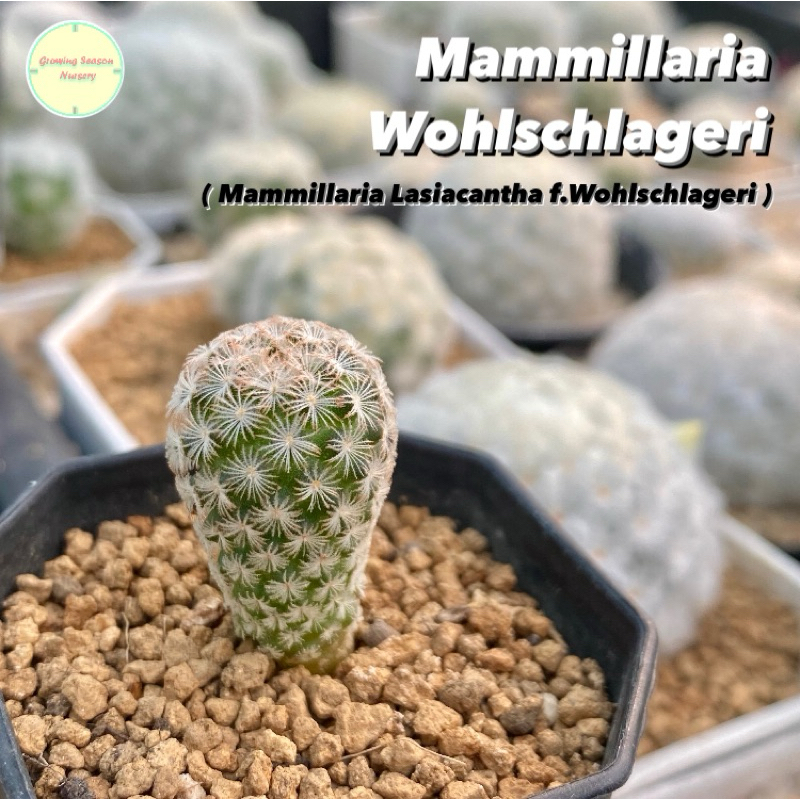 [ MAMM24 ] Mammillaria Wohlschlageri (Mammillaria Lasiacantha Wohlschlageri) แคคตัส กระบองเพชร ไม้อวบน้ำ ไม้เมล็ด