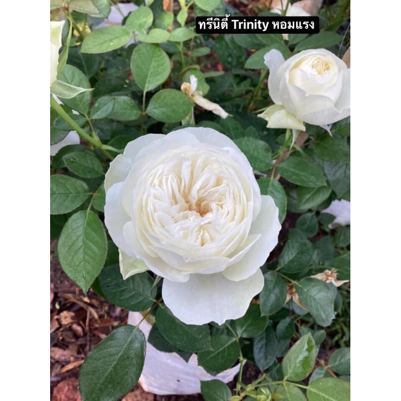 กุหลาบ-ทรีนิตี้ Trinity  สีขาว ดอกทรงถ้วย หอมแรง