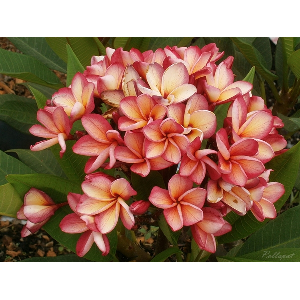 ต้นลีลาวดีสีส้ม ทองทวีโชค