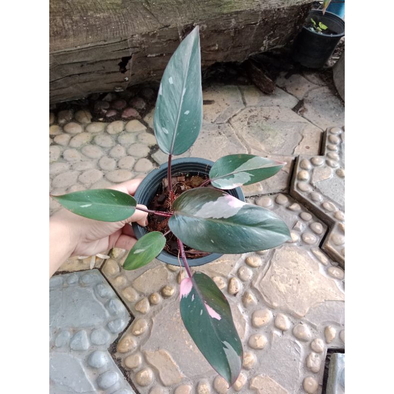 Pink Princess Mable.