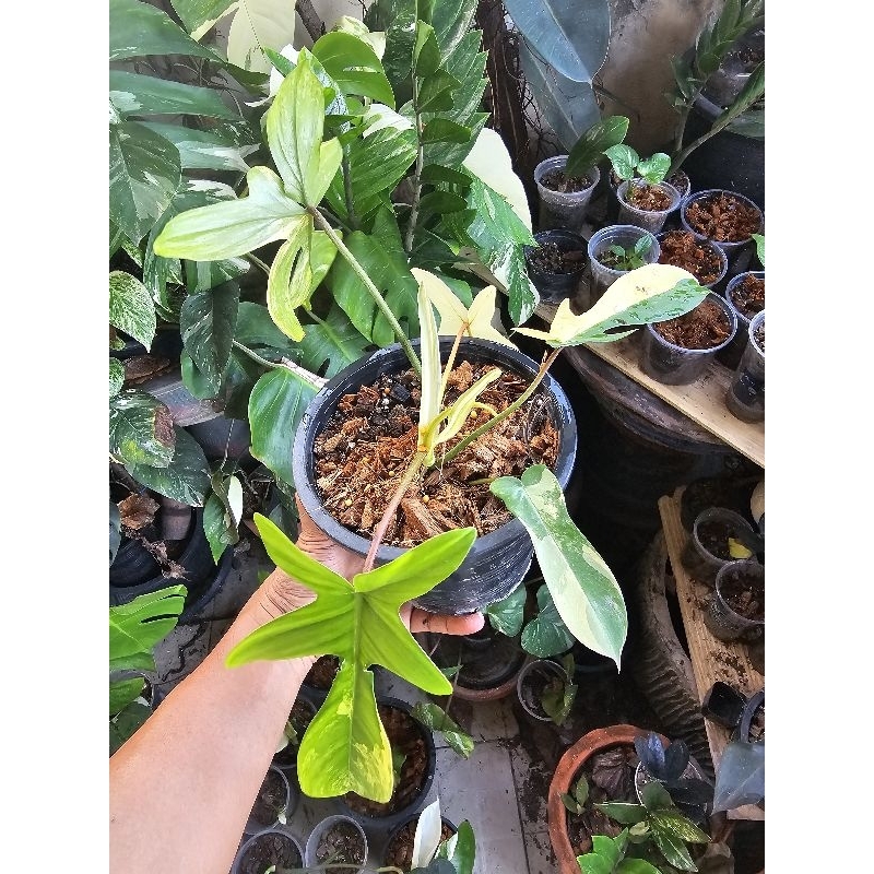 ก้ามกุ้งด่าง ไม้ว่างข้อหน่อมาแล้ว🌱 Philodendron Florida Beauty 🌱ก้ามกุ้งด่าง
