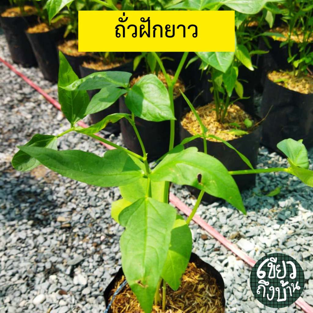 ต้นถั่วฝักยาว ใส่ถุงเพาะ 5 นิ้ว ต้นสวยแข็งแรงพร้อมปลูก ห่อหุ้มและแพ็คส่งอย่างดี