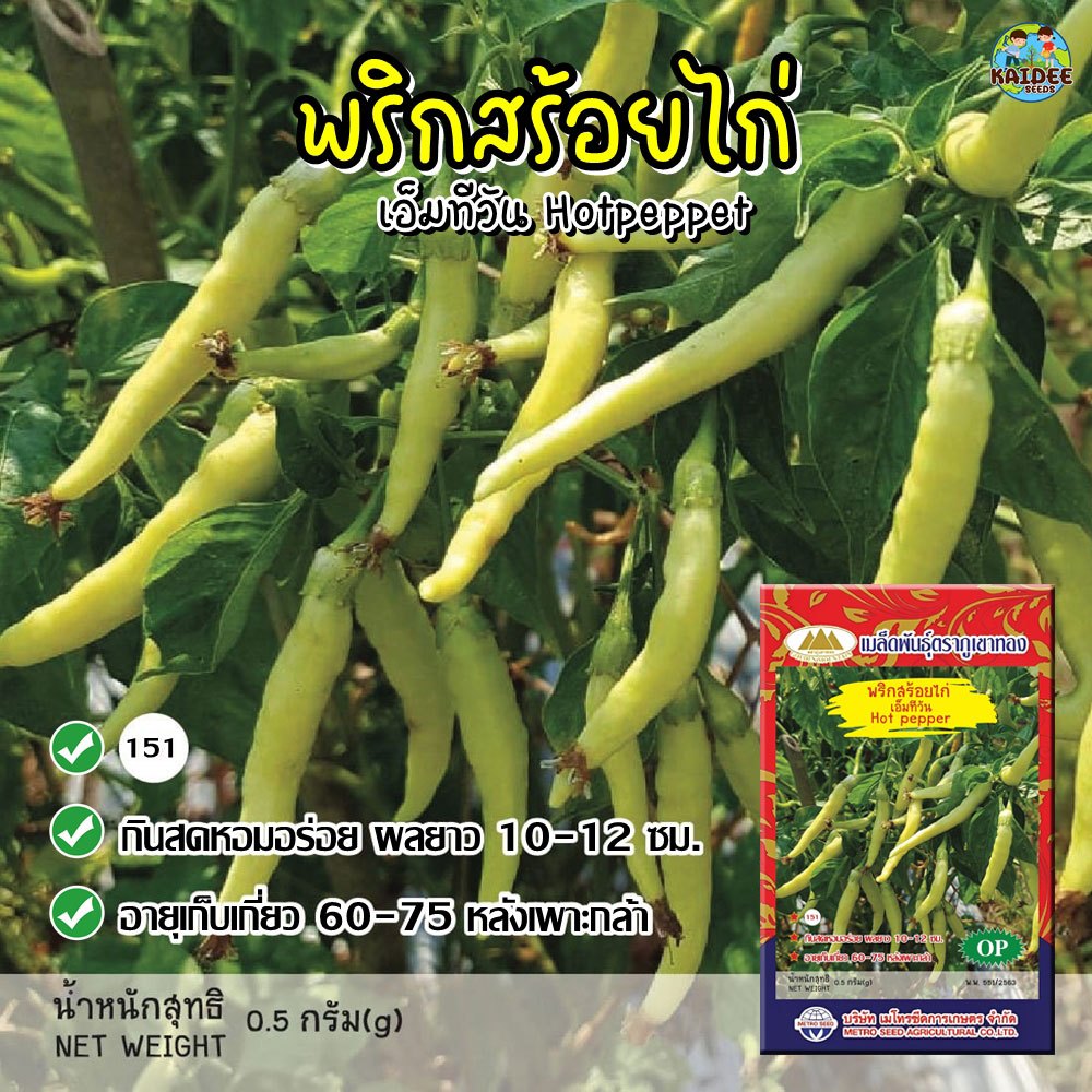 เมล็ดพริกสร้อยไก่ เอ็มทีวัน Hotpeppet เมล็ดพริกสร้อยไก่ เมล็ดพันธุ์พริกสร้อยไก่ เมล็ดพริก พริกสร้อยไก่ เมล็ดพันธุ์ผัก ต