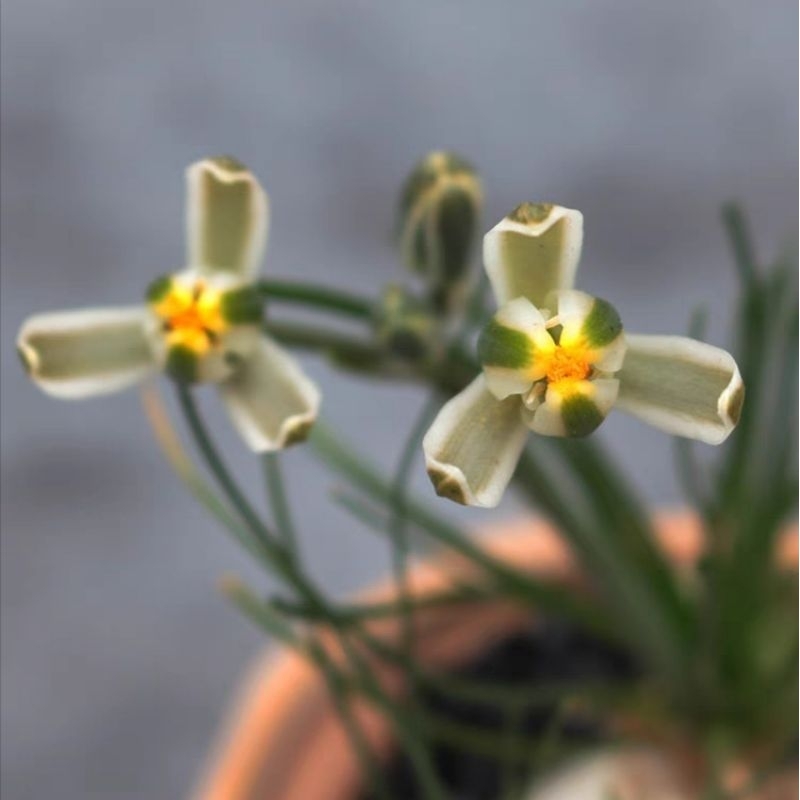 Albuca humilis อัลบลูก้า