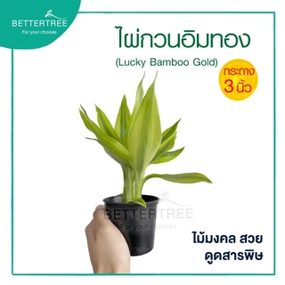 ไผ่กวนอิมทอง กระถาง 3 นิ้ว ช่วยฟอกอากาศ ไม้มงคล