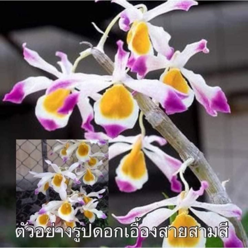 เอื้องสามสี1ต้นพันธุ์3-4กิ่งผลัดใบหายากไม้ดอกไม้ประดับมีจำนวนจำกัด