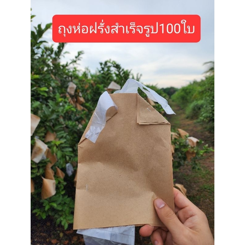 ถุงห่อฝรั่งสำเร็จรูป กระดาษ 2 ชั้น สะดวก ห่อได้ทั้ง 2 เเบบ ใช้เเม๊กซ์เย็บ เเละ ใช้มือมัด กันฝน กันเเดด ขนาด 16x25 ซม.