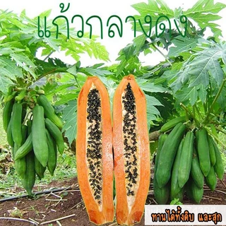 เมล็ดมะละกอแก้วกลางดง ลูกดกต้นเตี้ย เนื้อดิบฉ่ำน้ำกรอบ ทำส้มตำอร่อย