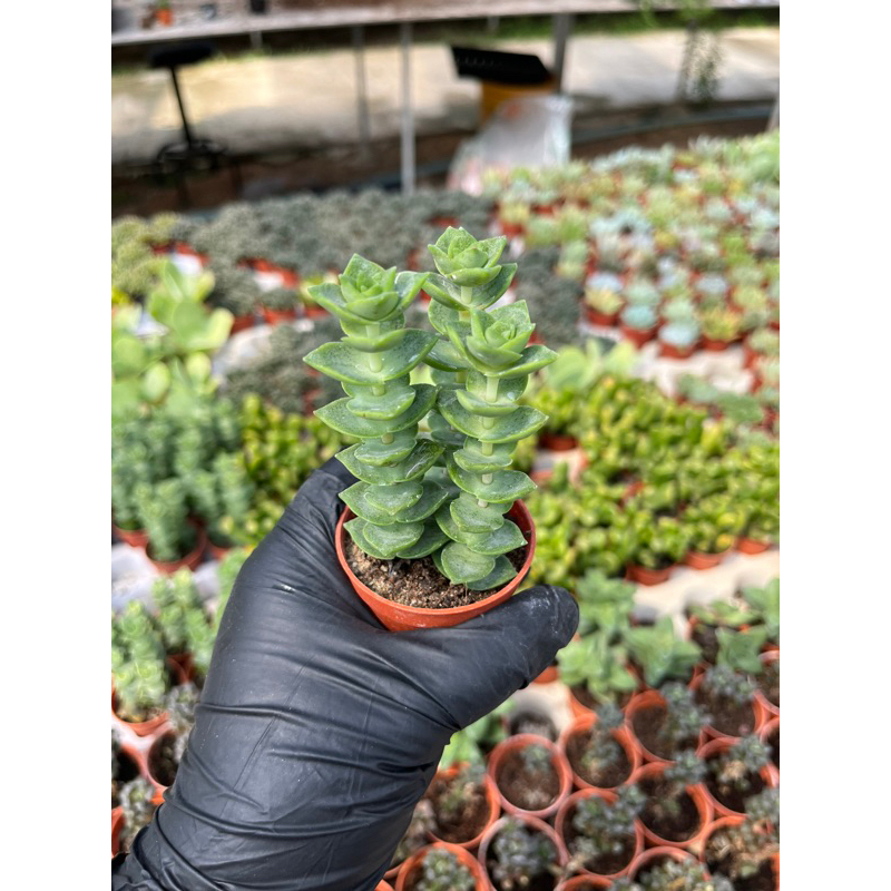 Crassula Perforata Green