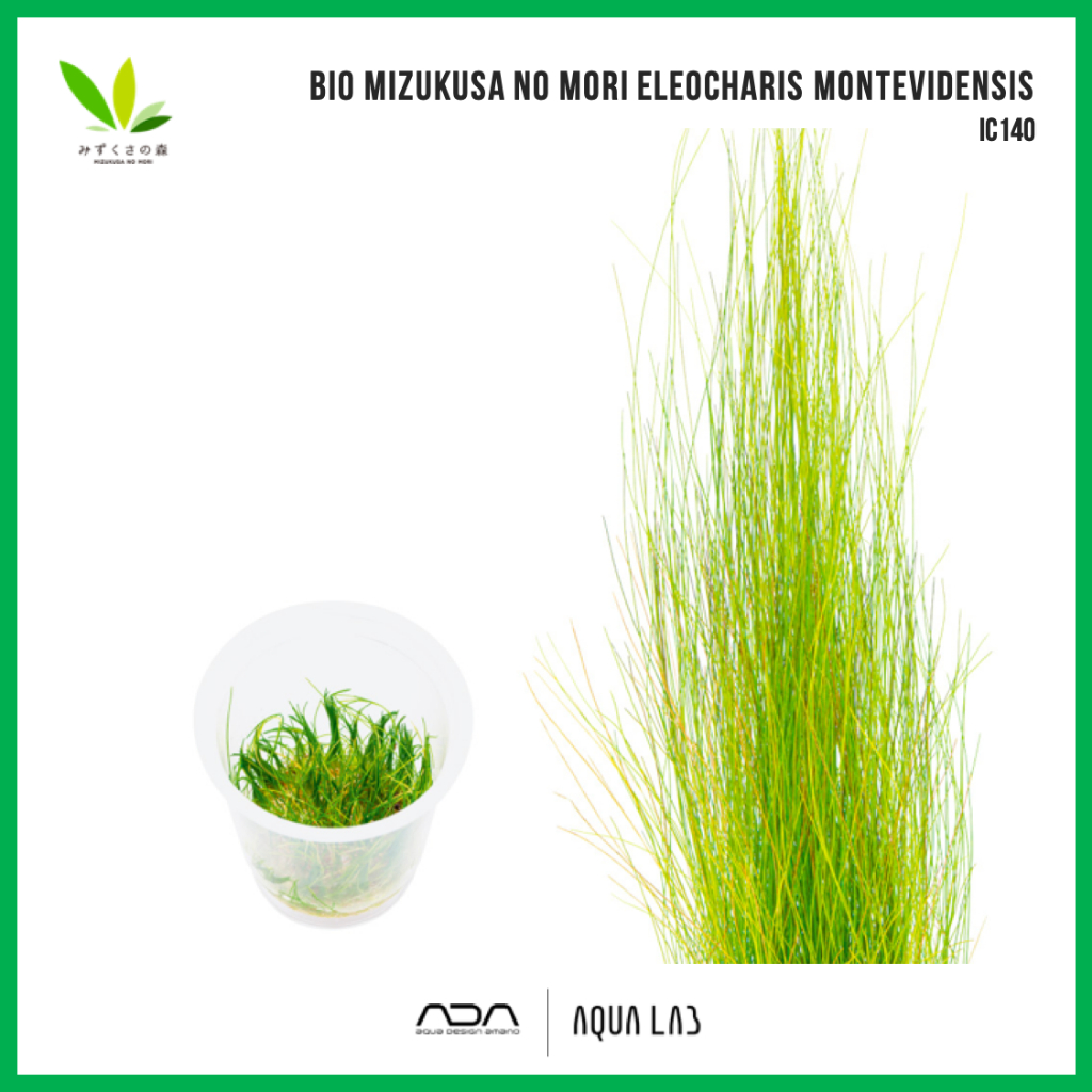 BIO Eleocharis montevidensis (แฮร์กลาสยาว) [ไม้น้ำ - Aquatic Plant] IC140