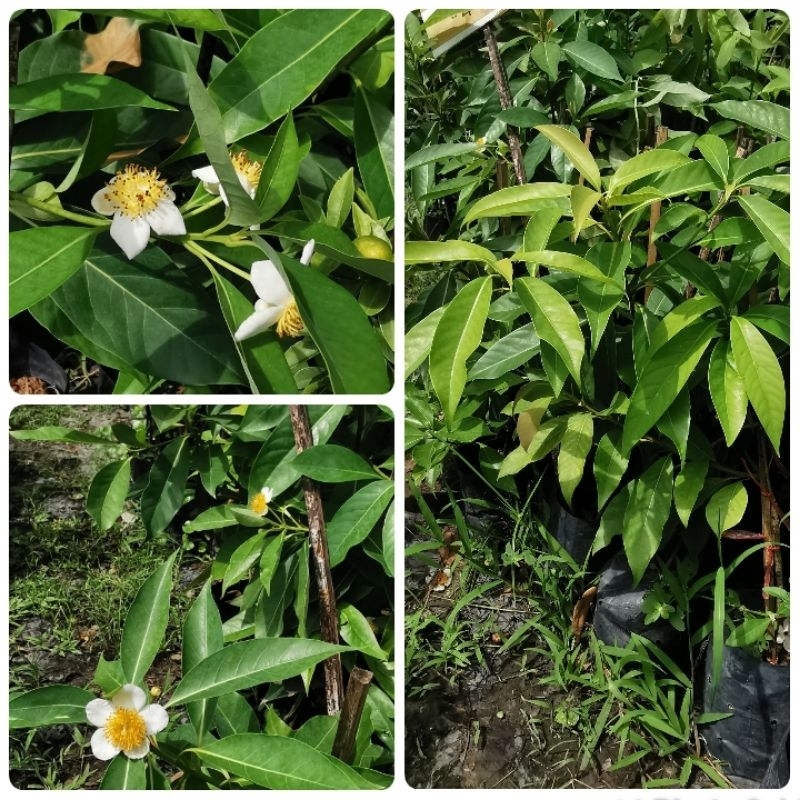 ต้นมังตานหรือต้นกะโซ่ขนาด50ซม.1ต้น