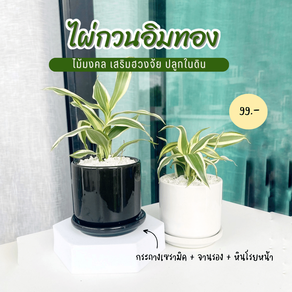 ไผ่กวนอิม ไผ่สีทอง พร้อมกระถางเซรามิก ต้นไม้มงคล เรียกทรัพย์เสริมความร่ำรวย