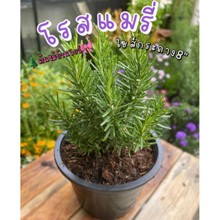 ต้นโรสแมรี่ สมุนไพรหอมๆ มี 3 ขนาดให้เลือก กระถาง 6-8-11
