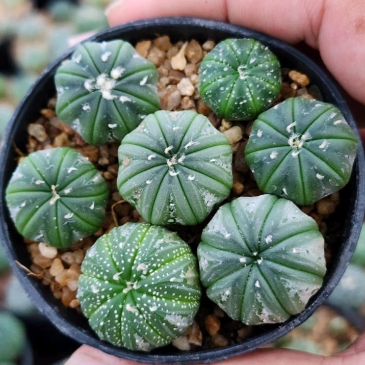 Astrophytum แอสโตรไฟตัม พอตล่ะ 50 บาท