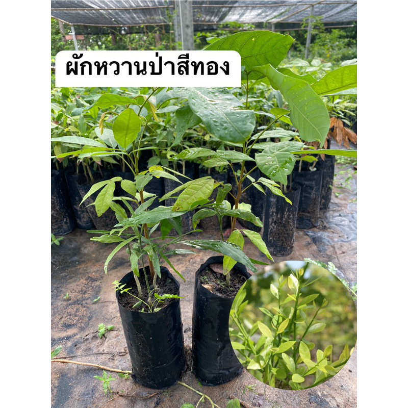 ผักหวานป่าสีทอง ถุงใหญ่พร้อมพี่เลี้ยง