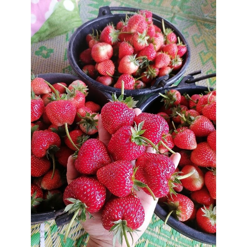 สต​รอเบอรี่​สดจากสวนสะเมิง รสชาติดี หวานกรอบ