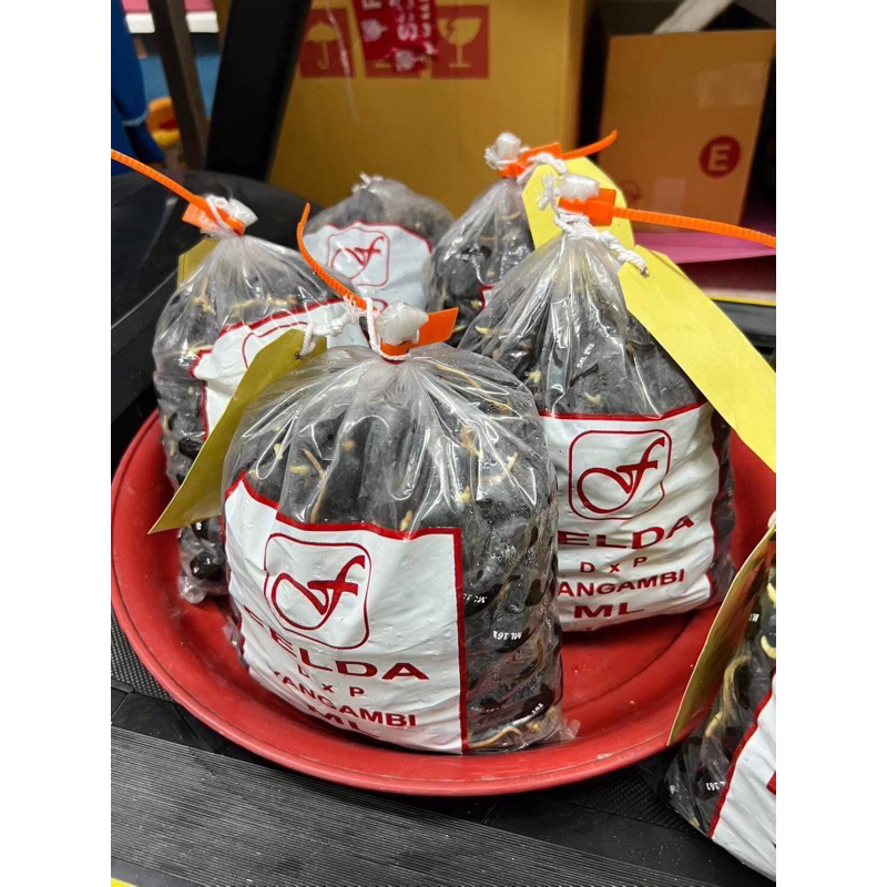 เมล็ดปาล์มยังกัมบิML161แท้100%1กล่อง100เมล็ด