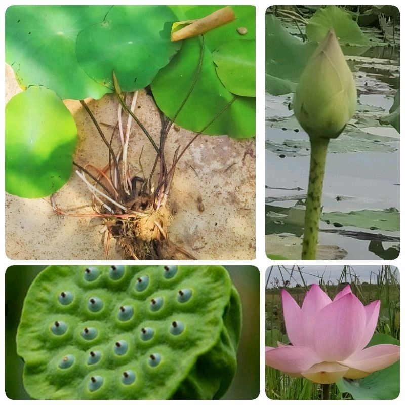 ต้นพันธุ์บัวหลวงสีชมพู5ต้น+แถม5เมล็ด