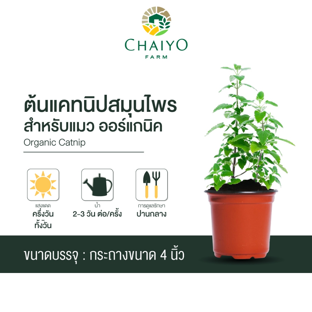 ต้นแคทนิป สมุนไพรสำหรับแมว ออร์แกนิค Organic Catnip  กระถาง 4 นิ้ว และ 6 นิ้ว