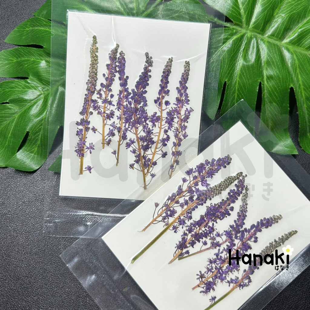【พร้อมส่ง】ดอกไฮยาซินธ์ ดอกกล้วยไม้ขนาดเล็กทับ ดอกไม้จริงทับแห้ง ดอกไม้ทับแห้ง Preserved Flowers💐