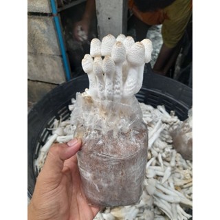 ก้อนเชื้อเห็ดโคนน้อย 10 ก้อนพร้อมคู่มือการเพาะ