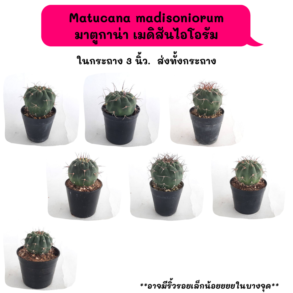 MT033 Matucana madisoniorum มาตูกาน่า ไม้เมล็ด Cactus กระบองเพชร พืชอวบน้ำ พืชทะเลทราย ตะบองเพชร