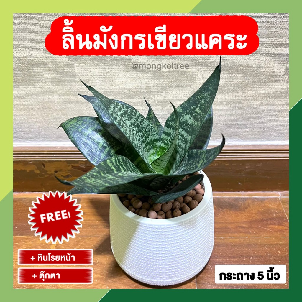 (มีของแถม!!) ลิ้นมังกรเขียว (แคระ) พร้อมกระถางต้นไม้ 5 นิ้ว กวักเงิน กวักทอง ต้นไม้มงคล ต้นไม้ฟอกอากาศ ช่วยฟอกอากาศ