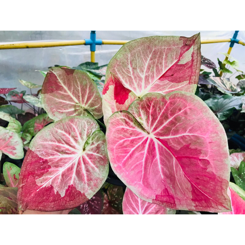 บัวสวรรค์ ป้ายสวย ตอนโตกัดสีชมพูสวยมากๆค่ะ จัดส่งกระถาง4” ต้นโตๆ ค่ะ ทักแชทเพิ่มเติมได้ค่ะ