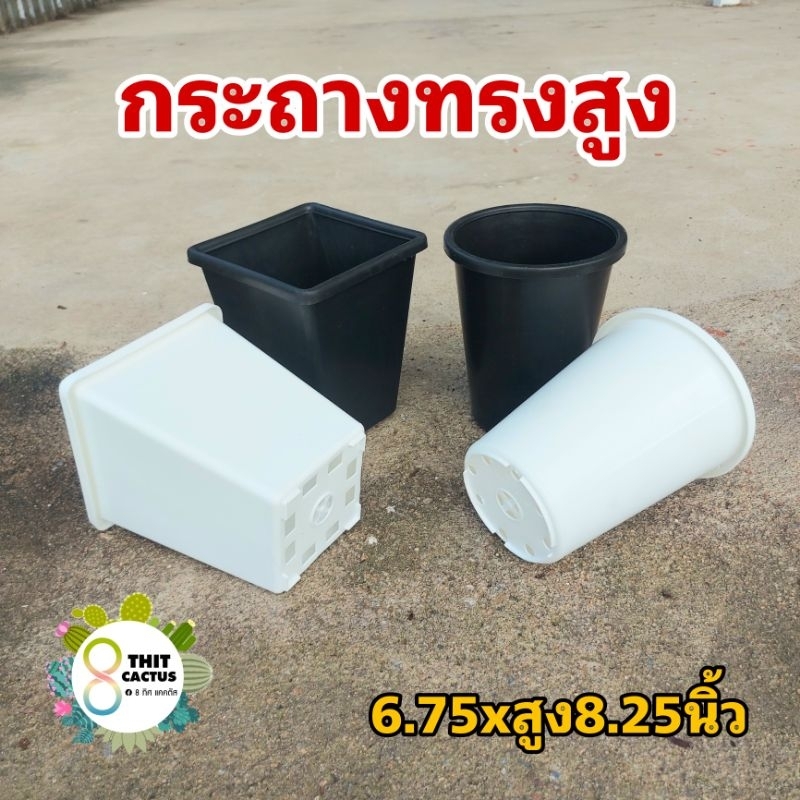 // กระถาง 6 นิ้ว (6.75 นิ้ว) // ทรงสูง // SPสี่เหลี่ยม HPกลม // พลาสติก แคคตัส กระบองเพชร