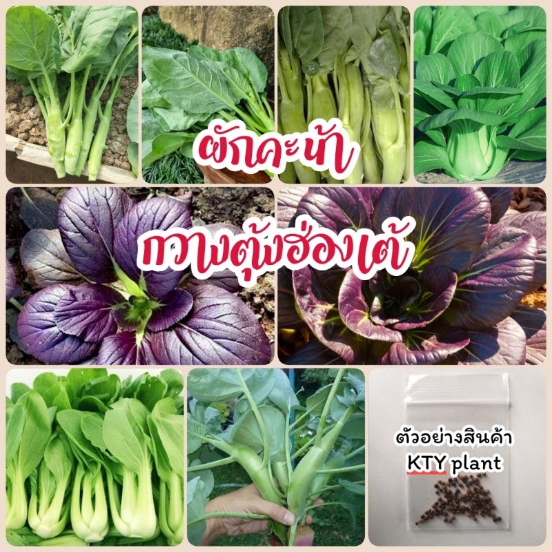 เมล็ดผักคะน้า กวางตุงฮ่องเต้ คะน้าฮ่องกง กวางตุ้งม่วง ผักสวนครัว