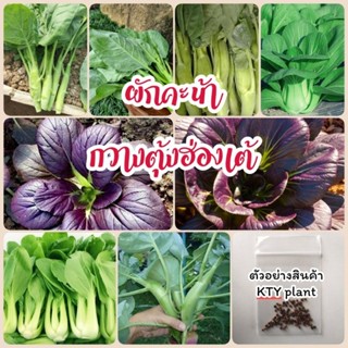 เมล็ดผักคะน้า กวางตุงฮ่องเต้ คะน้าฮ่องกง กวางตุ้งม่วง ผักสวน…