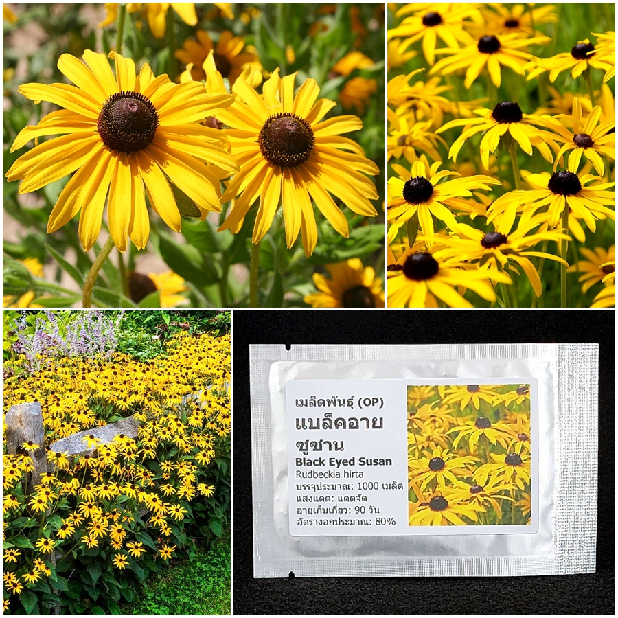 เมล็ดพันธุ์ ดอกแบล็คอาย ซูซาน Black Eyed Susan Seed 1000 เมล็ด คุณภาพดี ของแท้ 100%