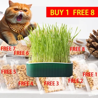 Boqi Factory 🌱ชุดปลูกหญ้าแมว🌱 หญ้าแมวออแกนิก เมล็ดข้าวสาลี ถาดเพาะต้นอ่อน 1 ชุด YC-709