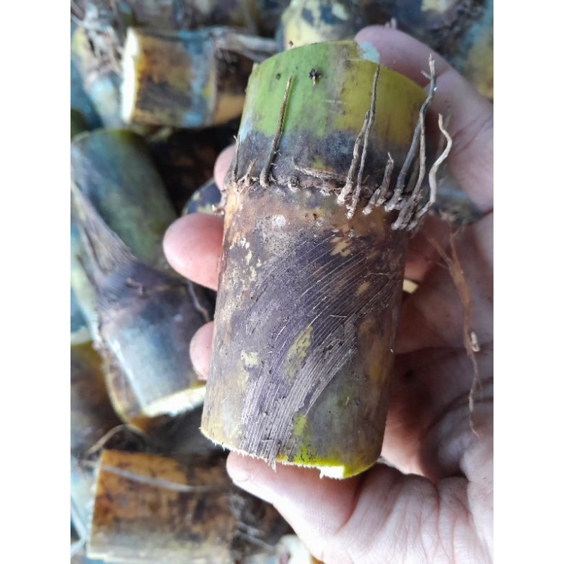 อ้อยคั้นน้ำพันธุ์สุพรรณบุรี 50ลำใหญ่น้ำหนักดี5ข้อ25บาท