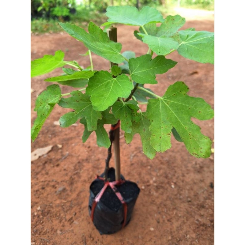 ต้นมะเดื่อฝรั่งพันธุ์ญี่ปุ่น/ตอนกิ่ง/ต้นเตี้ยปีเดียวติดผล ลูกดกรสหวานอร่อย - รูปที่ 5