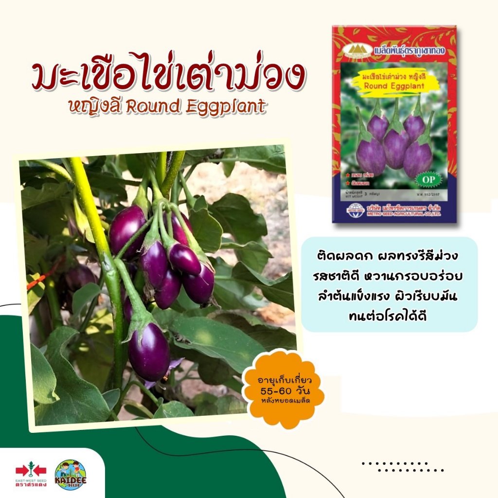 เมล็ดมะเขือไข่เต่าม่วง หญิงลี Round Eggplant ตราภูเขาทอง ขนาด3กรัม เมล็ดมะเขือ เมล็ดพันธุ์มะเขือ เมล็ดผักสวนครัว