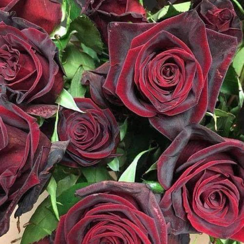 กุหลาบ Black Perfumella สีแดงเข้ม (ส่งติดดอก) แบบถุง
