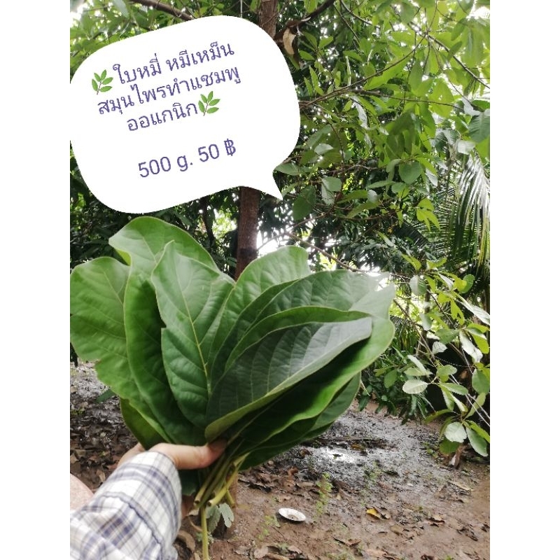 ใบหมี่สด ออแกนิค100% ใบมะเย้ย ทำแชมพู ครึ่งกิโล ราคา 50 บาท