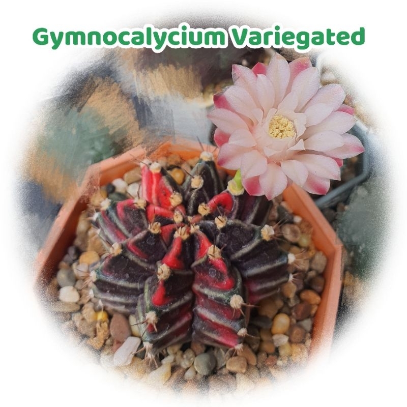 ยิมโนด่าง (Gymnocalycium) ไม้เมล็ด แคคตัส พืชอวบน้ำ